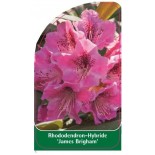 rhododendron-james-brigham-1