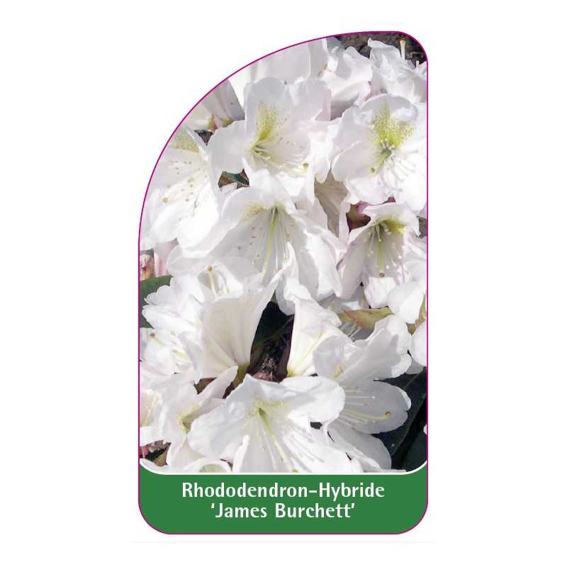 rhododendron-james-burchett-1