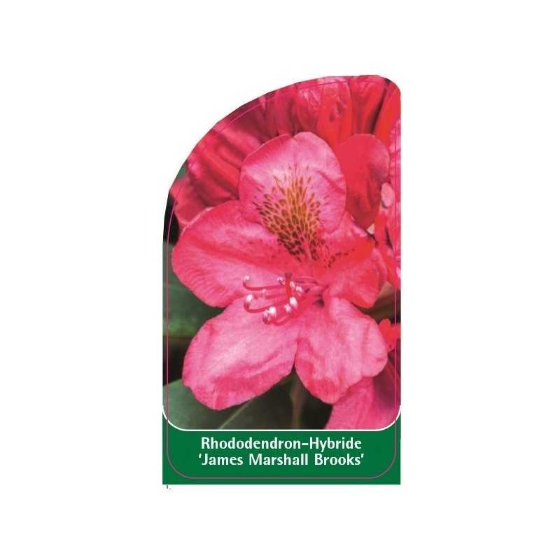 rhododendron-james-marshall-brooks-1