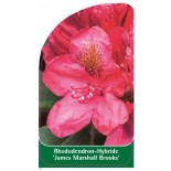 rhododendron-james-marshall-brooks-1