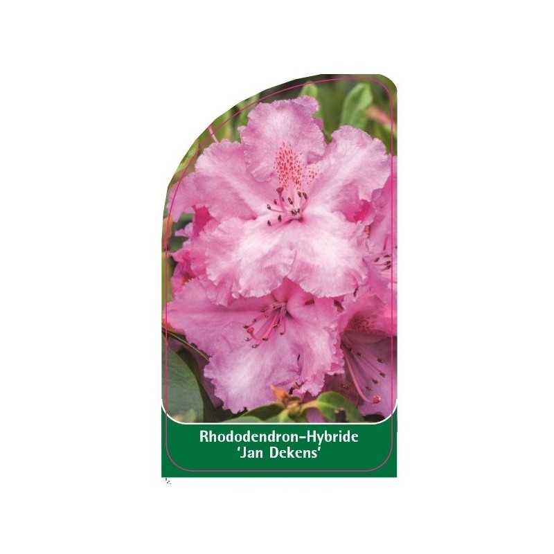 rhododendron-jan-dekens-1