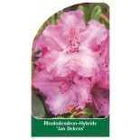 rhododendron-jan-dekens-1