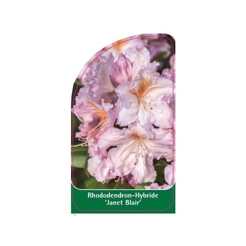 rhododendron-janet-blair-1
