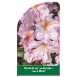 rhododendron-janet-blair-1