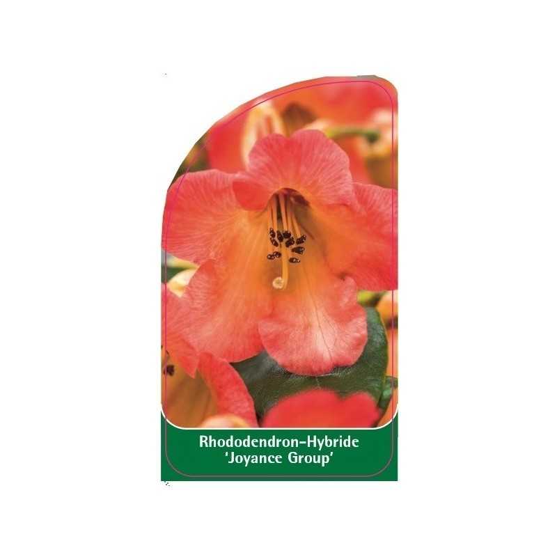 rhododendron-joyance-group-1