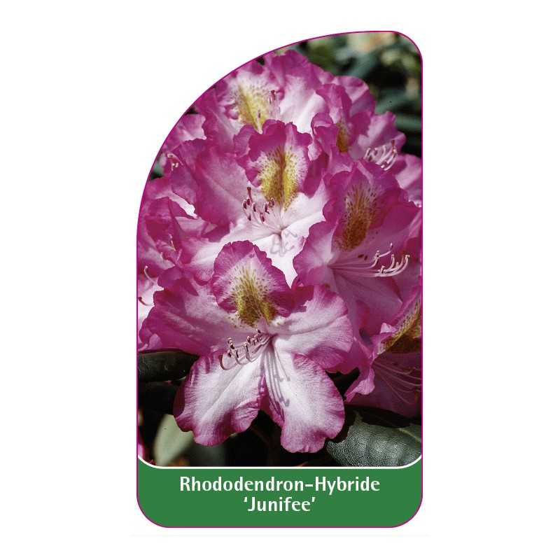 rhododendron-junifee-1
