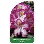 rhododendron-junifee-1