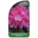rhododendron-junifreude-1