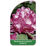 rhododendron-juniperle-1