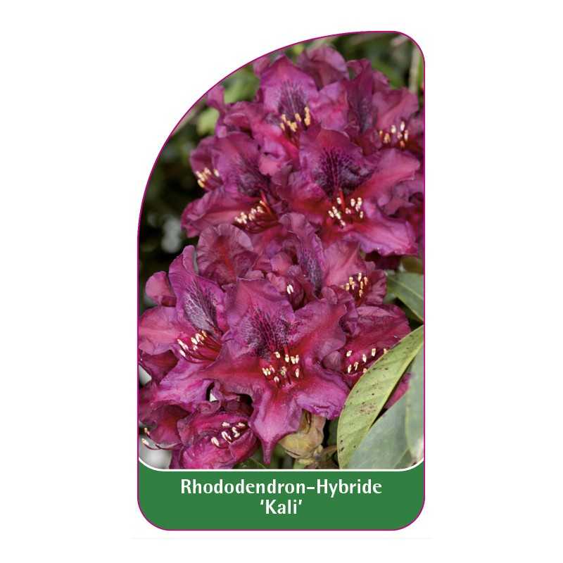 rhododendron-kali-1
