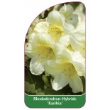 rhododendron-karibia-1