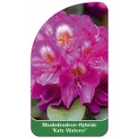 rhododendron-kate-waterer-1