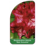 rhododendron-kluis-sensation-1
