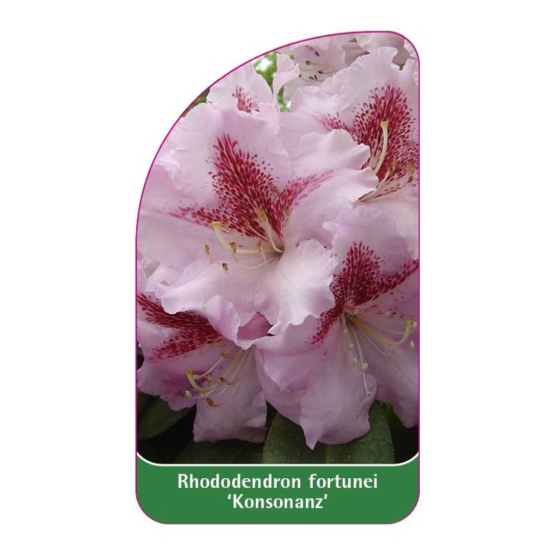 rhododendron-konsonanz-1