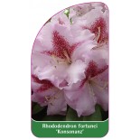 rhododendron-konsonanz-1