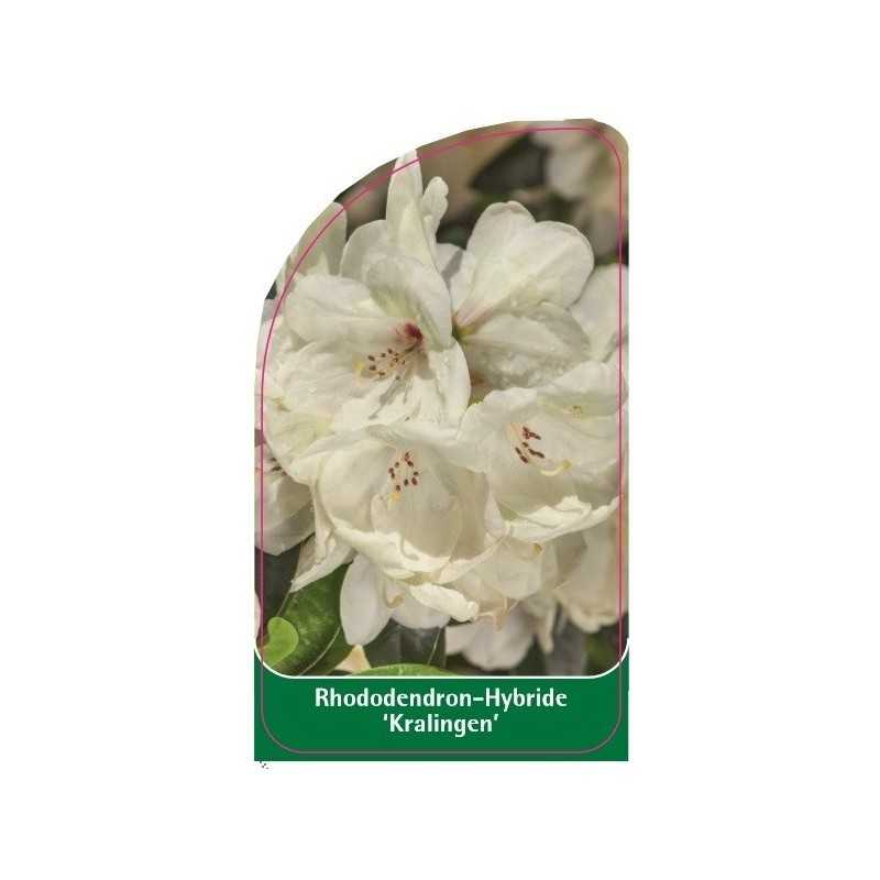 rhododendron-kralingen-1