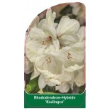 rhododendron-kralingen-1