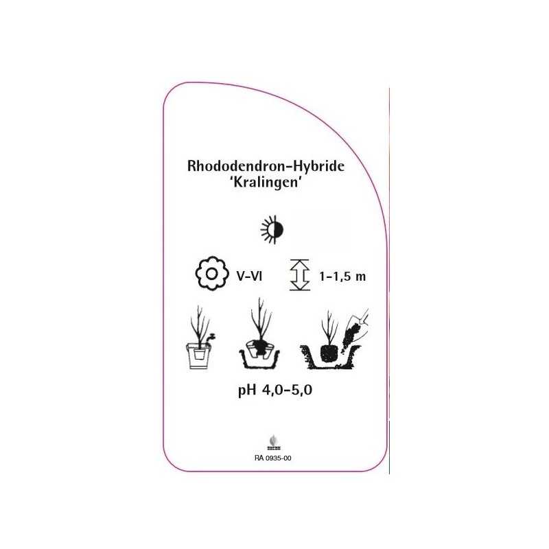 rhododendron-kralingen-0