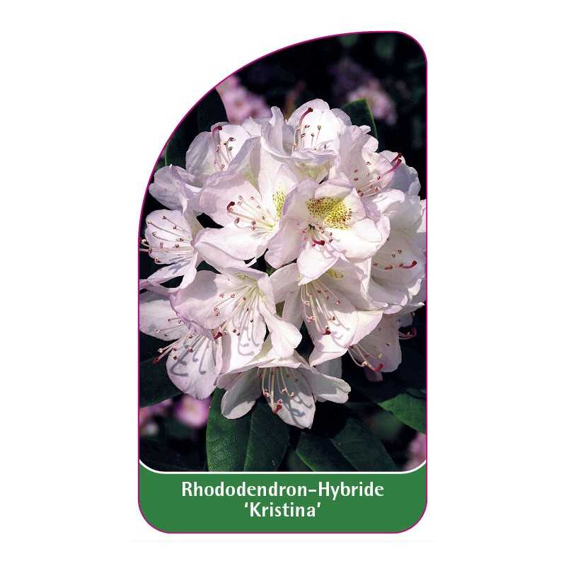 rhododendron-kristina-1
