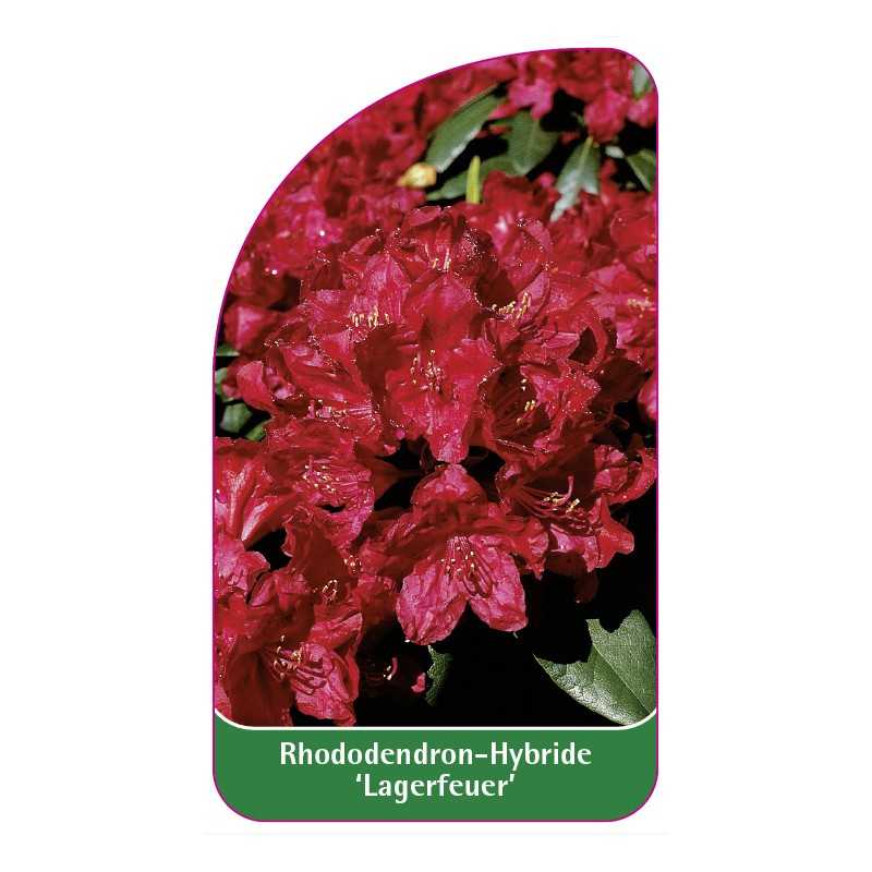rhododendron-lagerfeuer-1