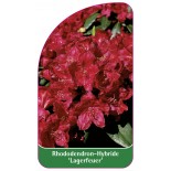 rhododendron-lagerfeuer-1