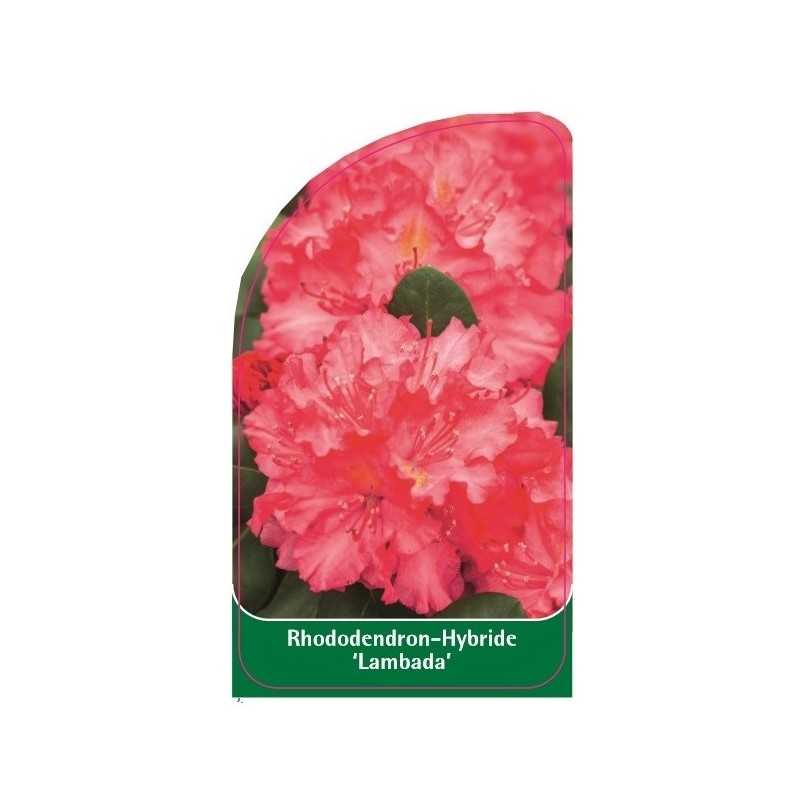 rhododendron-lambada-1