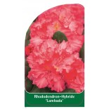 rhododendron-lambada-1