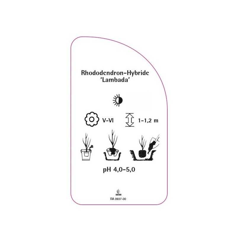 rhododendron-lambada-0