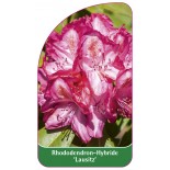 rhododendron-lausitz-1