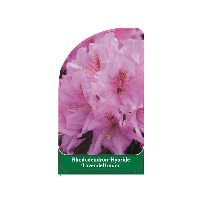 rhododendron-lavendeltraum-1