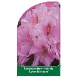 rhododendron-lavendeltraum-1