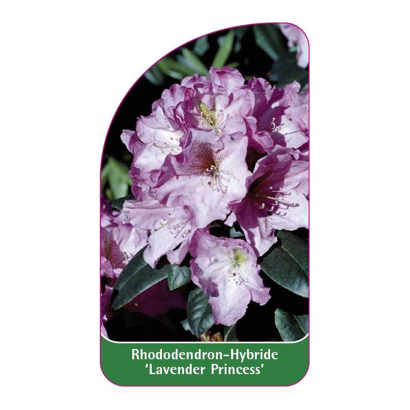rhododendron-lavender-princess-1