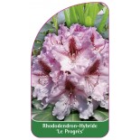 rhododendron-le-progres-1
