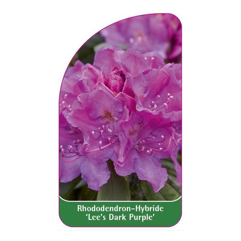 rhododendron-lee-s-dark-purple-1