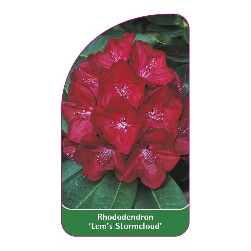 rhododendron-lem-s-stormcloud-1