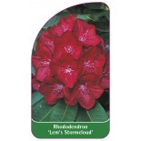rhododendron-lem-s-stormcloud-1