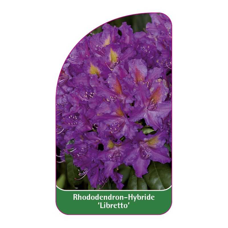 rhododendron-libretto-1