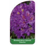 rhododendron-libretto-1