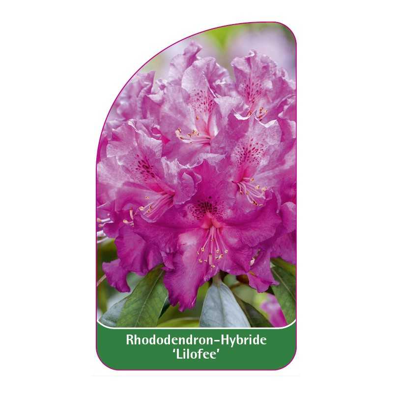 rhododendron-lilofee-1