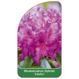 rhododendron-lilofee-1