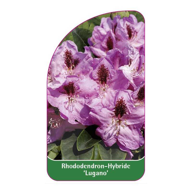 rhododendron-lugano-1