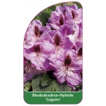 rhododendron-lugano-1
