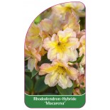rhododendron-macarena-1