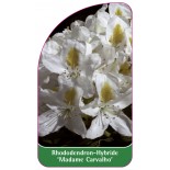 rhododendron-madame-carvalho-1