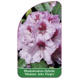 rhododendron-madame-jules-porges-1