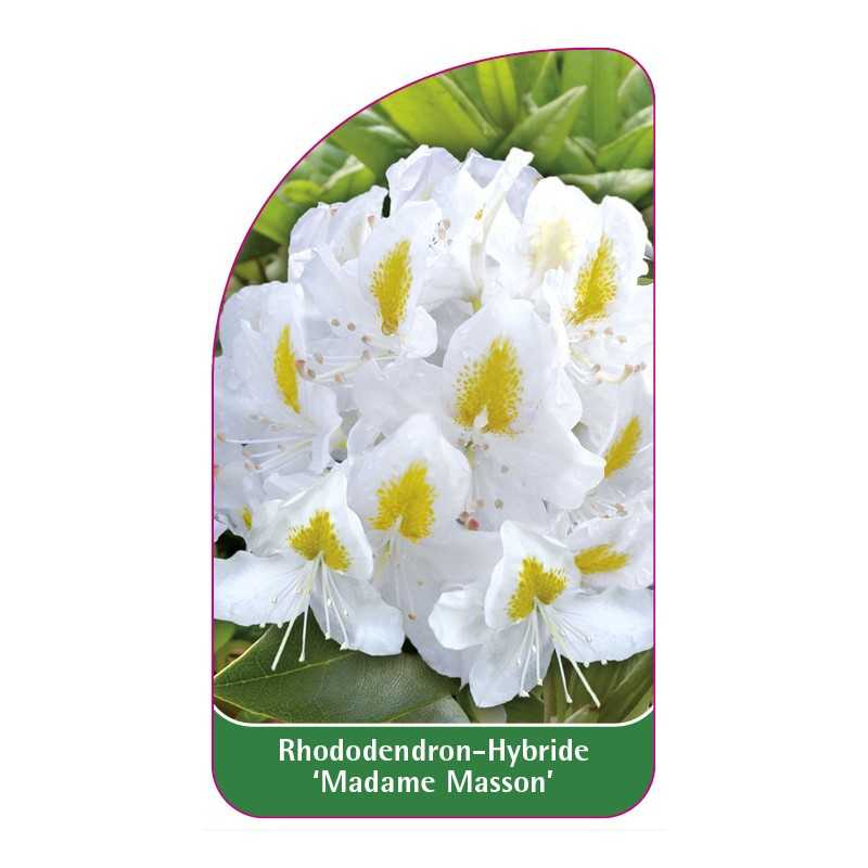 rhododendron-madame-masson-1