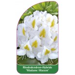 rhododendron-madame-masson-1