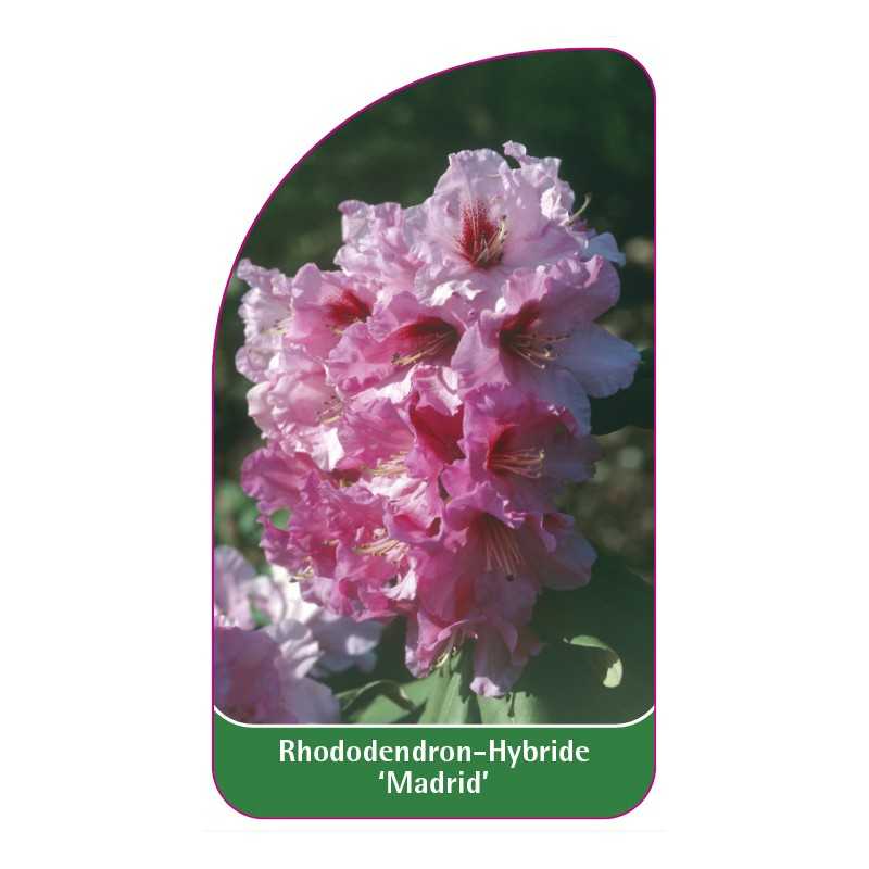 rhododendron-madrid-1