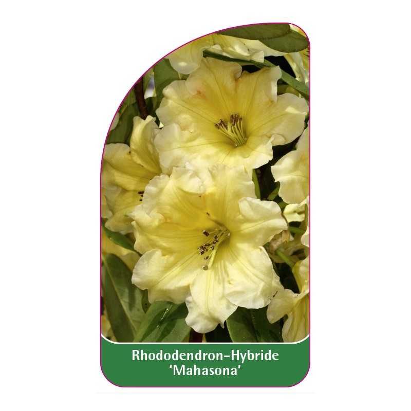 rhododendron-mahasona-1
