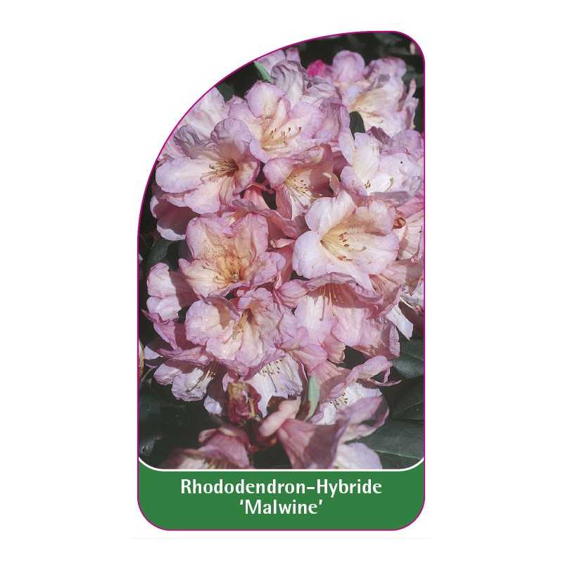 rhododendron-malwine-1